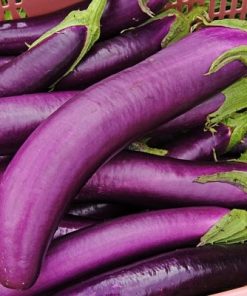 Hạt giống cà tím