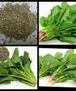 Hạt giống cải bó xôi