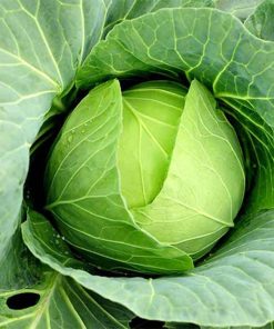 Hạt giống bắp cải