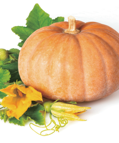 Hạt giống bí ngô