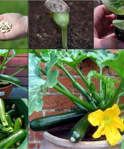 Hạt giống rau bí ngồi