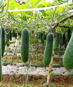 Hạt giống bí xanh 