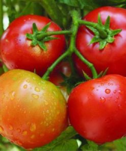 Hạt giống cà chua