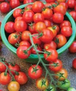 Hạt giống cà chua bi