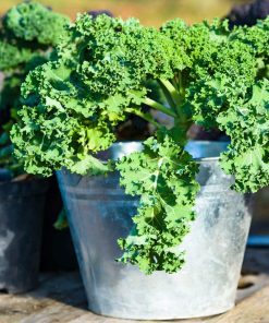 Hạt giống cải kale