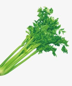 Hạt giống cần tây