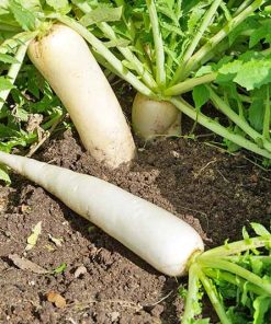 Hạt giống củ cải