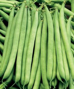 Hạt giống đậu cove