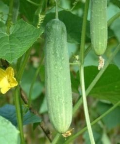 Hạt giống dưa chuột