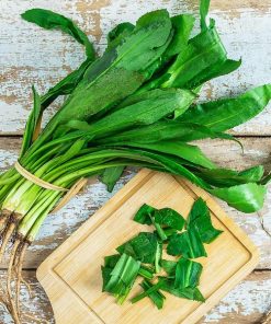 Hạt giống mùi tàu