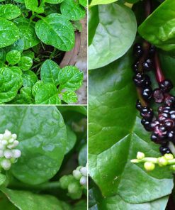 Hạt giống mùng tơi