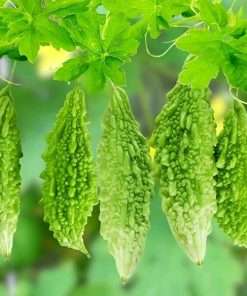 Hạt giống mướp đắng