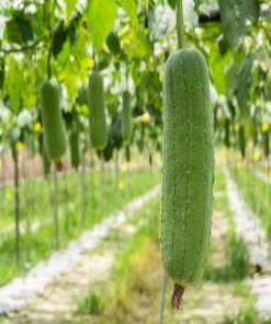 Hạt giống mướp hương