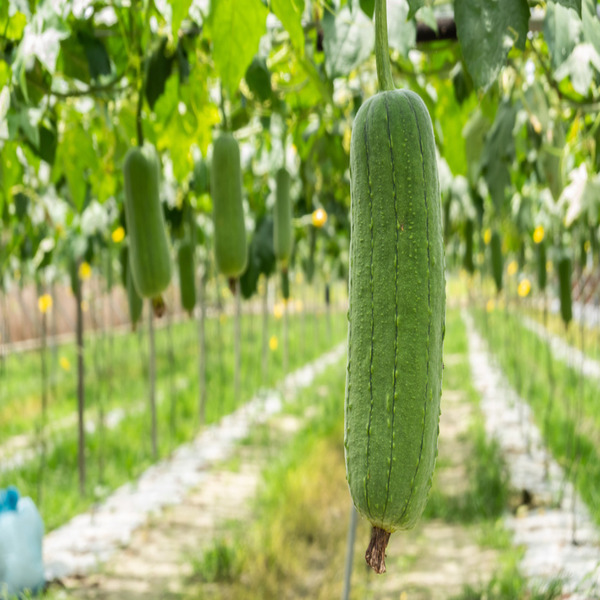 Hạt giống mướp hương