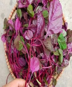 Hạt giống rau dền