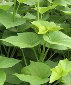 Hạt giống rau lang