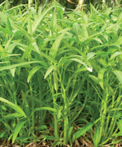 Hạt giống rau muống