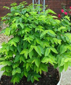 Hạt giống rau ngót