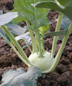 Hạt giống su hào