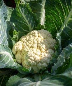 Hạt giống súp lơ trắng