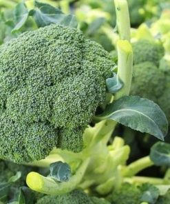 Hạt giống súp lơ xanh