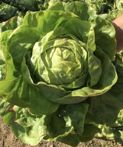 Hạt giống xà lách cuộn